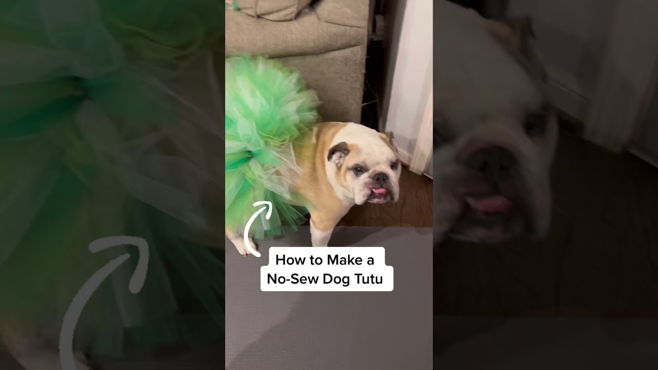 How to Make a No Sew Dog Tutu