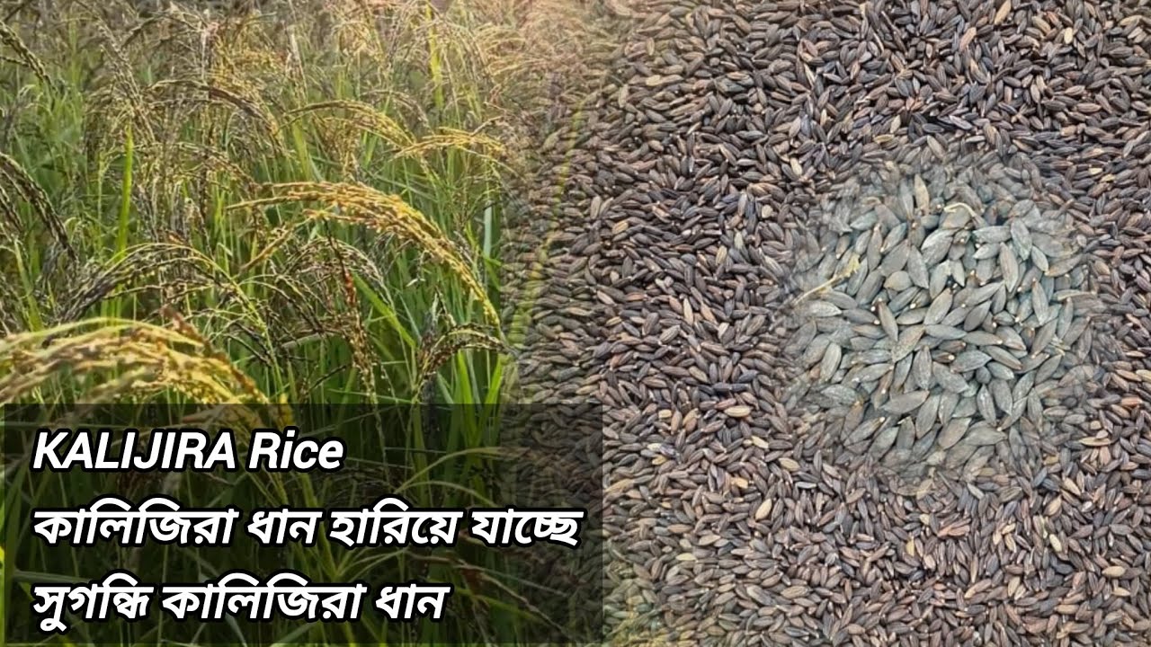 Kalizeera Rice KALIJIRA Rice কালিজিরা ধান হারিয়ে যাচ্ছে সুগন্ধি কালিজিরা ধান - YouTube