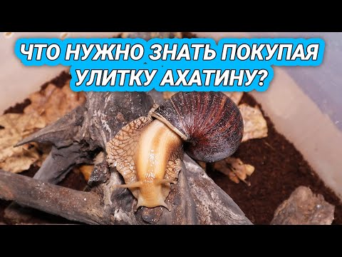 Что нужно знать перед покупкой улитки ахатины? Улитка ахатина