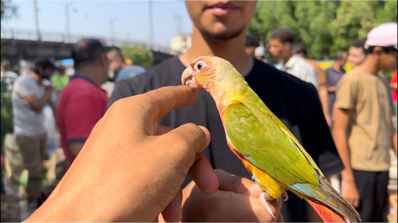 التقرير الاسبوعى من داخل سوق السيده عائشه اسعار جميع طيور الذينه👍❤️٢٢ أغسطس، ٢٠٢٥