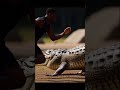 Alligator vs Man....