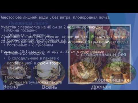 Видео: Восточная и азиатская лилии - в чем разница между азиатскими и восточными лилиями