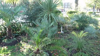 🇬🇧 London exotic front garden 🌞 tropical look design 🌴 with cold hardy plants in January 🌵 by UNIQUE LIFE DESIGN 273 views 3 months ago 4 minutes, 11 seconds