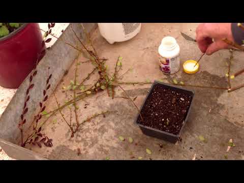 Chinese elm propagation for bonsai