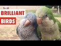 Brilliant birds  funny bird compilation 2017
