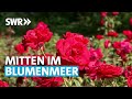 Rosen und ihre Begleiter - Im Blühenden Barock Ludwigsburg | SWR Grünzeug