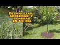 Método NO DIG/ Plantar debajo de los frutales para un desarrollo sano y vigoroso.