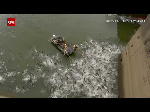Hundreds of fish fly out of lake during 'electrofishing'