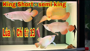 Short Bodi - Semiking - King short đuôi càng lúa 🌾 Chỉ từ 13 🍠- Cá Rồng Truyền Trần 