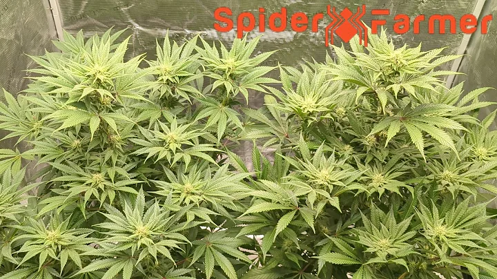 🚀 The DWC Grow That Changed EVERYTHING! 🔥💧 Lock It In, @SpiderFarmer
