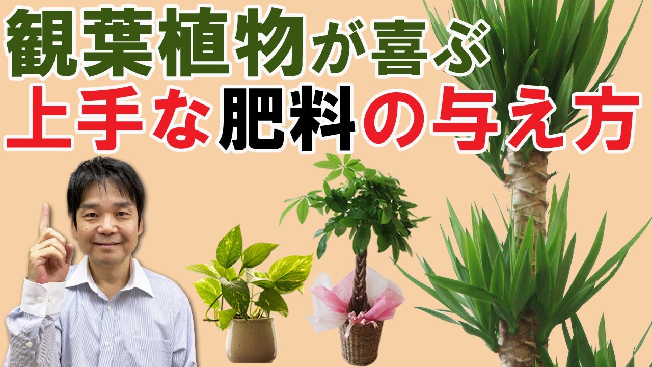 コーヒー豆が採れる コーヒーの木の上手な育て方と風水の話し Youtube コーヒー豆が採れる コーヒーの木の上手な育て方と風水の話し Youtube