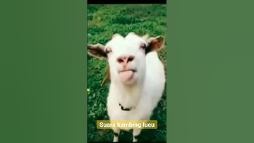 Thumbnail of kambing lucu embek lucu domba lucu mbeee, mbe, funny goat videos #short #goat #animals #babygoats