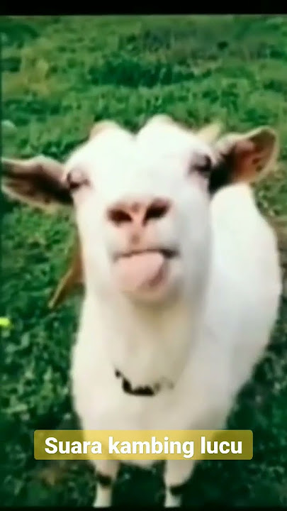 kambing lucu embek lucu domba lucu mbeee, mbe, funny goat videos #short #goat #animals #babygoats