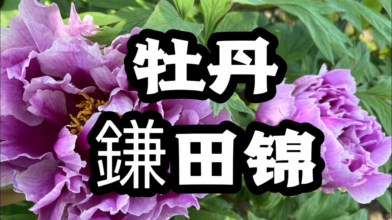 青石话牡丹芍药牡丹品种：镰田锦Tree Peony: Kamata Nishiki - YouTube