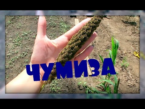 КАК Я ВЫРАЩИВАЮ ЧУМИЗУ!