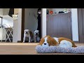 知らない子犬が家で寝ていた時のブルドッグの反応がこちら！！