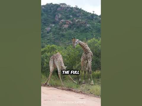 The TRUTH About Giraffe Fights 🦒 - YouTube