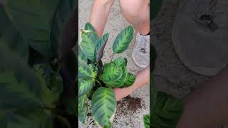 piccoli consigli mentre trapianto le calathea #fyp #calathea #plants #green #garden