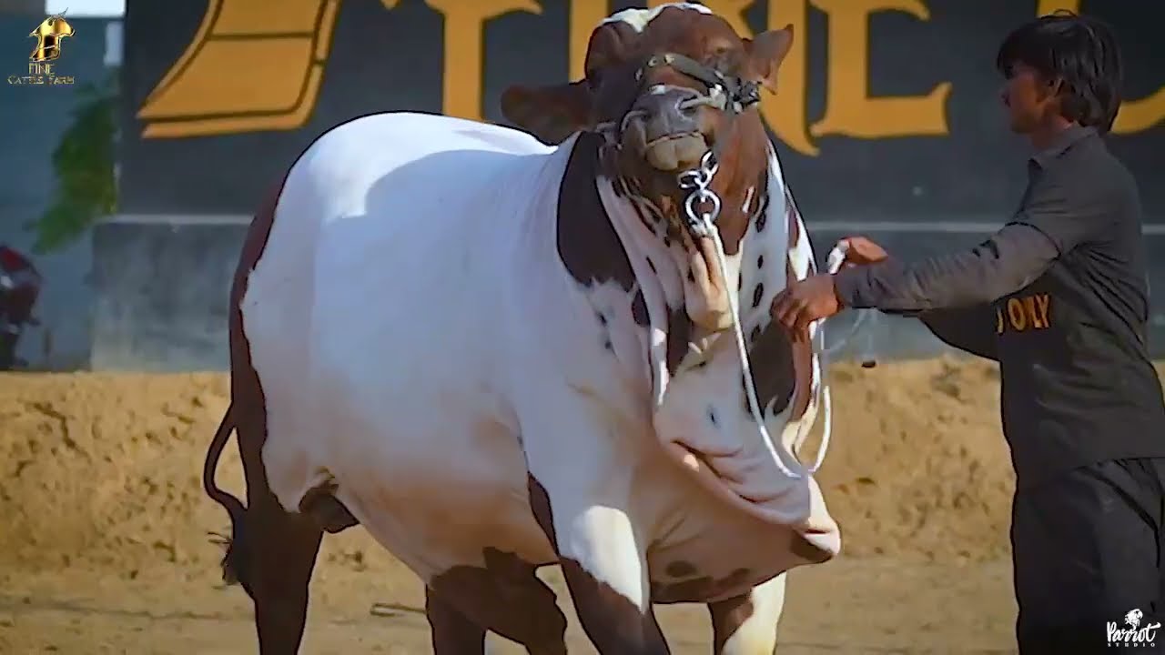 Sahiwal |nasal ka ek shandar bachraa | MR  OG  | Decent cattle