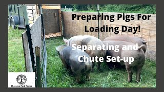 Pastured Pigs - Separating and Preparing For Loading