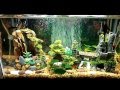upgrade 10 gallon community tank