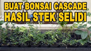 Buat Bonsai Mini Cascade Dari Hasil Stek Selidi (Bonsai Mini Yudi Animasi)