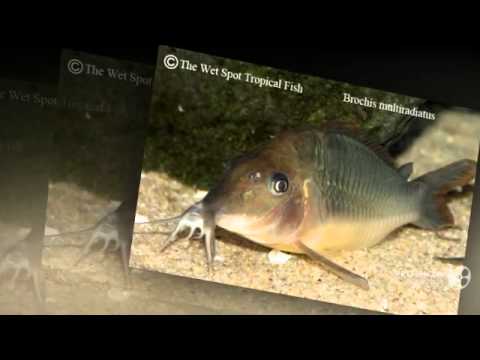 Brochis multiradiatus aquarium fish