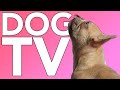 DOG TV! Petflix TV for Dogs with Relaxing ASMR Music! NEW 2022!