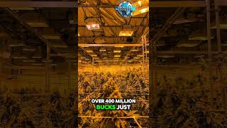 Colorado: Legal Weed &amp; The Highest City in the USA! 🌿🏔️ #worldnews