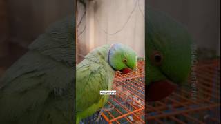 Could Someone Please Tell Him He Is Good?