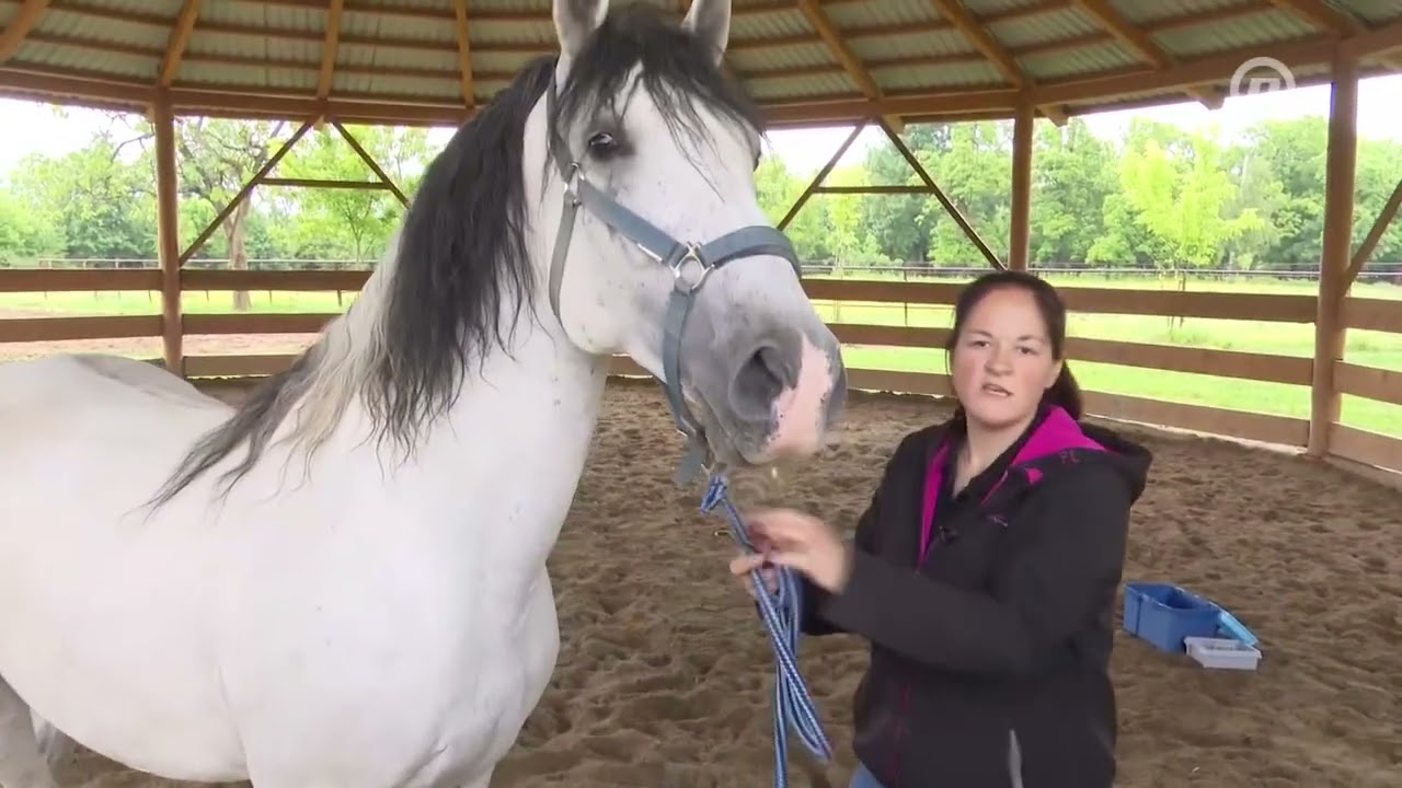 Posjetili smo ergelu Vučijak u Prnjavoru koja se bavi uzgojem lipicanera