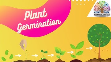 Vedic Tree | Senior KG | Plant - Germination