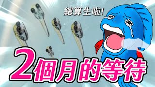 學會這招繁殖鬥魚， 賺到年終獎金 Learn this trick to make your \