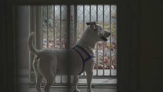 Ready Pet GO! Ashland County opens new dog shelter