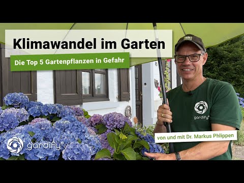 Video: Gartenunterstützung für Clematis: Wir dekorieren die Website mit unseren eigenen Händen