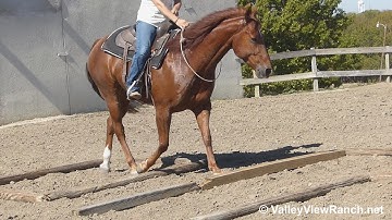 Cat Ichi Cash - bridleless ranch versatility! - ValleyViewRanch.net