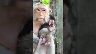 Macaque baby monkey stays awesomely with old Mom #shorts