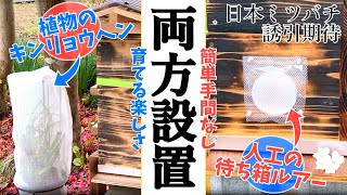 【日本ミツバチ】キンリョウヘンと待ち箱ルアーを両方設置