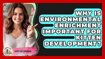 Why Is Environmental Enrichment Important For Kitten Development? - Happy Cat Handbook