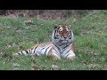 Woburn Safari Park Trip - (April 2018)