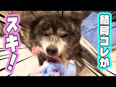 【秋田犬】暑くてだるくてやる気なくてもドギボは大好き！【ドギーボックス】【akita dog】