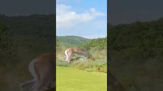 Antelope fights back against leopard. Animal fighting power competition. Wonderful moments of anima
