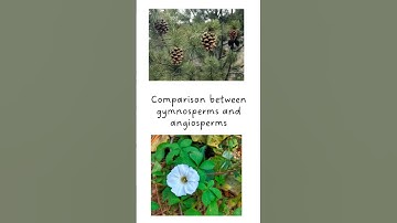 Comparison between #Gymnosperms and #Angiosperms #ytshorts