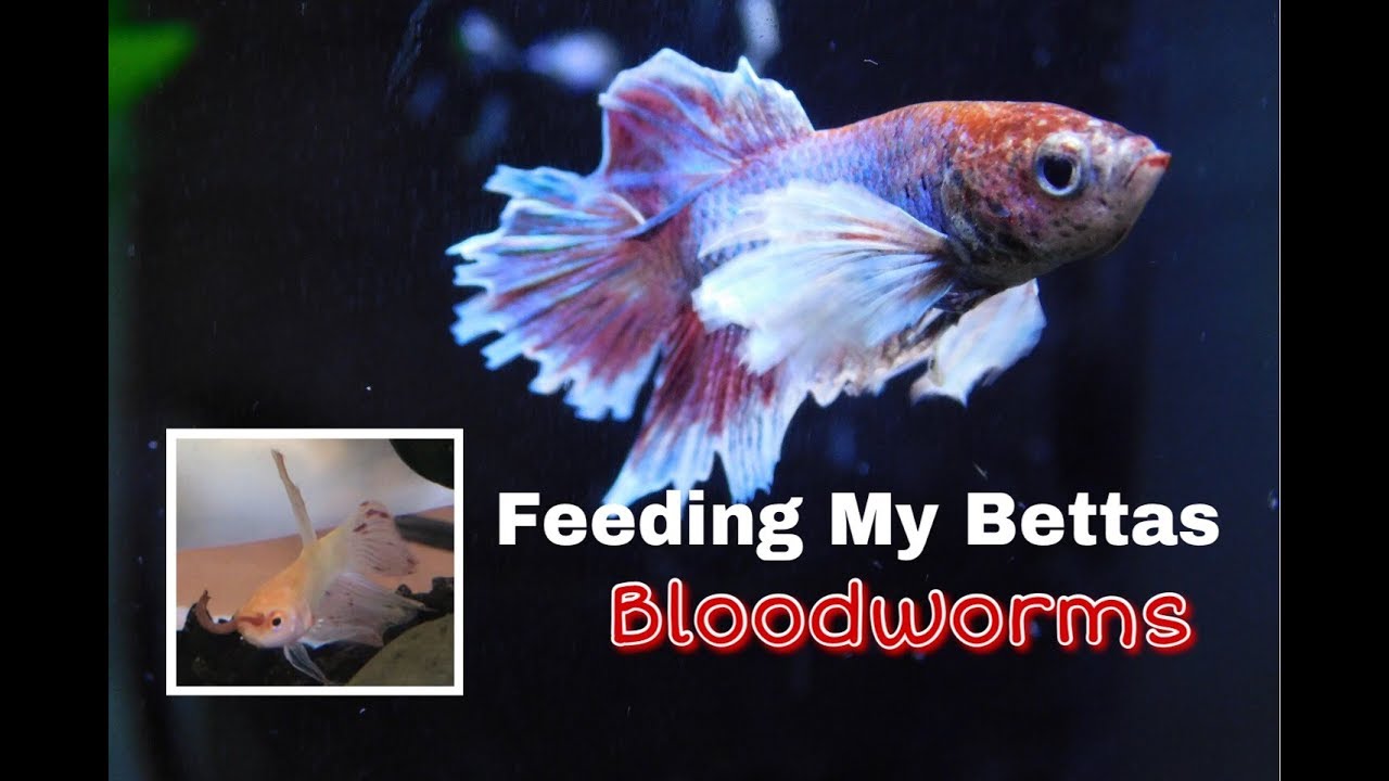 feeding betta bloodworms