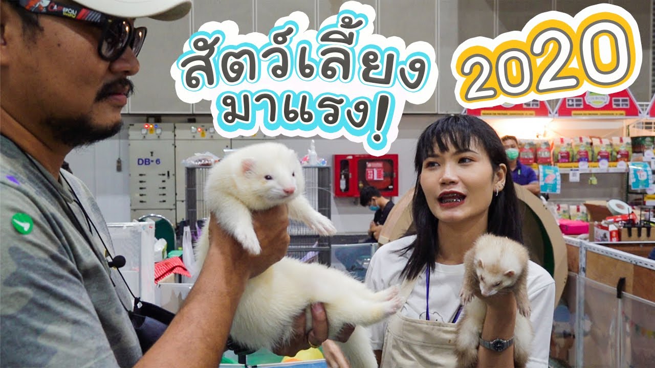 มหกรรมสัตว์เลี้ยง Pet Expo 2020