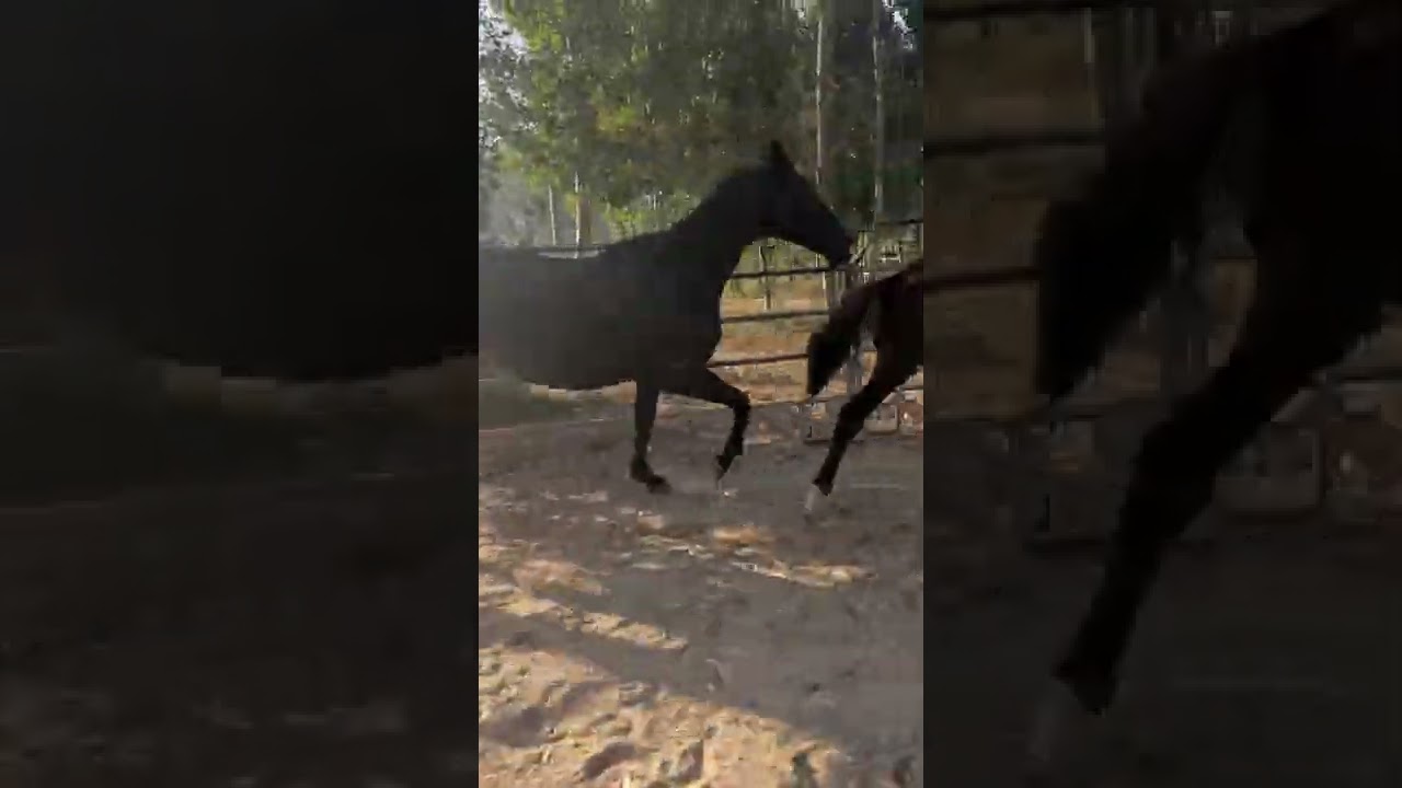 Beautiful wild horses run wild horses wild horses are fighting for territory 622