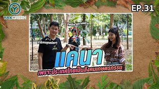 🌳 ยักษ์เขียว EP.31 : ต้นแคนา เพราะประเทศไทยเป็นสังคมเกษตรกรรม