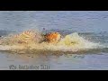 Viral video of tiger🐅killing turtle 🐢|| बाघ ने मारा कछुआ || Amazing 😍 video!!The Ranthambore Talks|