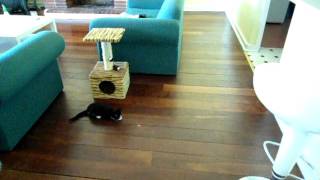 Ninja chases a lazer pen dot