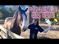 PREPARING FOR MY CLYDESDALE MARE TO GIVE BIRTH!